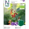 Outlet Nelson Garden Ruusupapu Lady Di Organic, siemenet