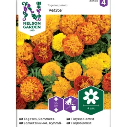 Nelson Garden Ryhmäsamettikukka Petite, seos, siemenet