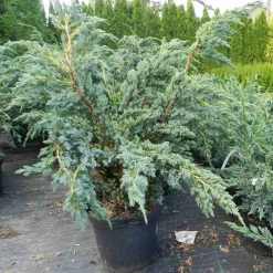 Hot Viheraarni Sinikataja Juniperus sq. Meyeri 30-40
