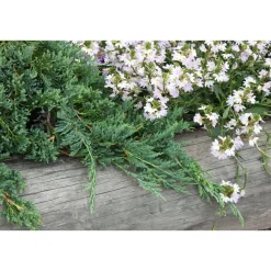 Online Viheraarni Sinilaakakataja Juniperus hor. Glauca 30-40