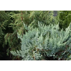 Discount Viheraarni Sinilaakakataja Juniperus hor. Blue Chip 30-40