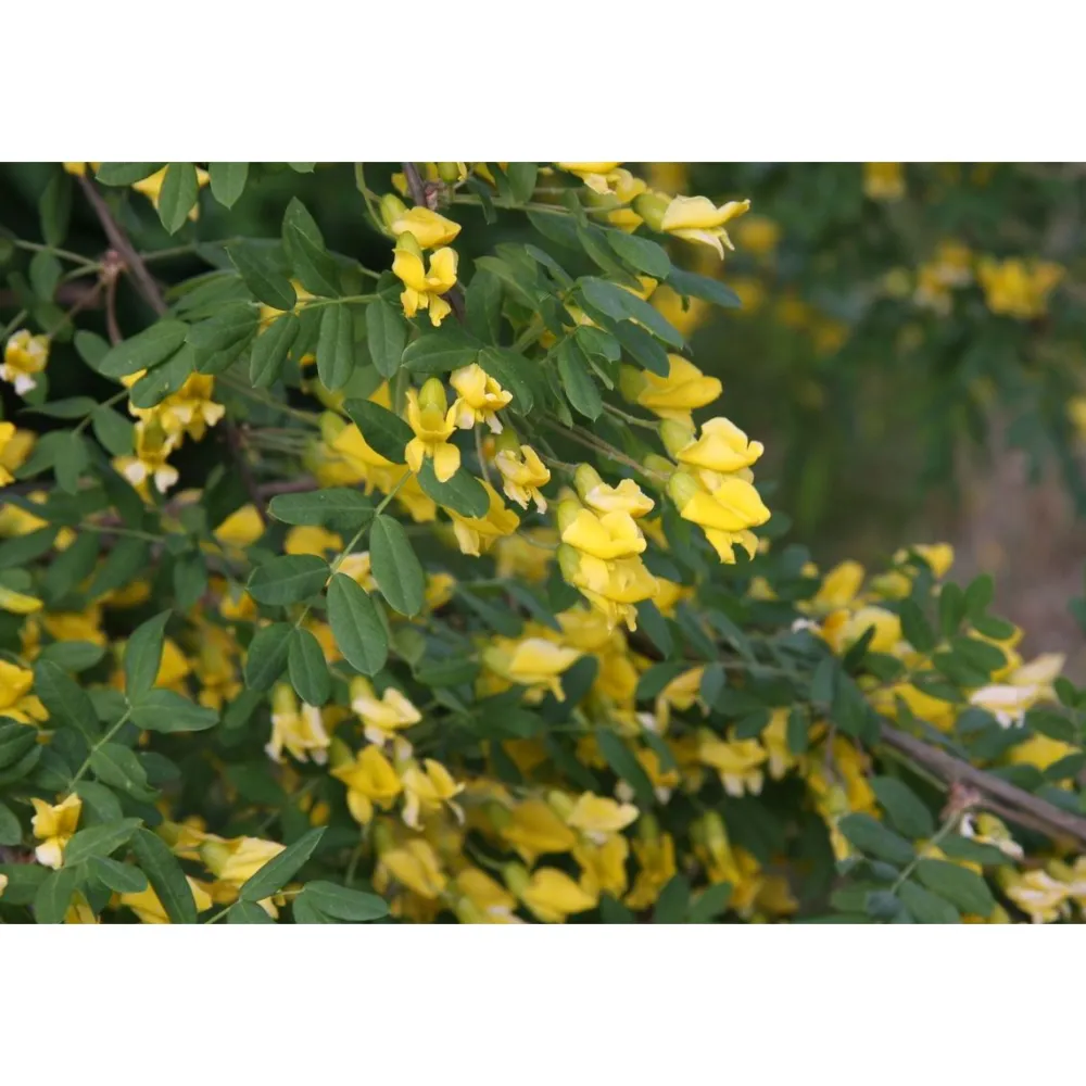 Outlet Viheraarni Siperianhernepensas Caragana arborescens