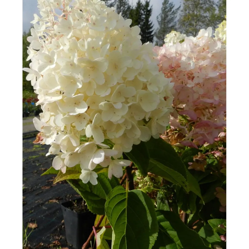 Discount Viheraarni Syyshortensia Hydrangea paniculata Silver Dollar