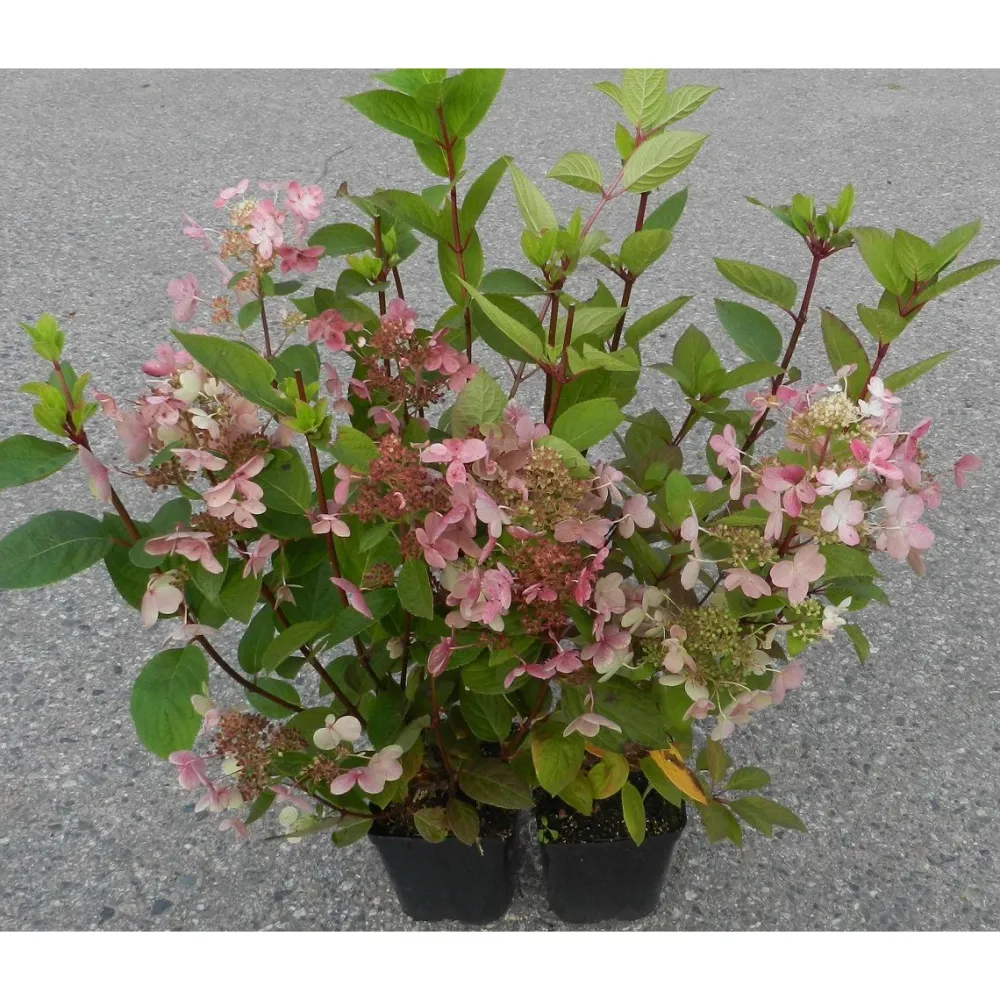 Outlet Viheraarni Syyshortensia Hydrangea paniculata Early Sensation