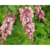 Discount Viheraarni Tapaninsyreeni Syringa x henryi