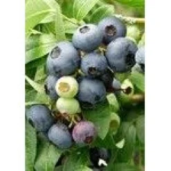 Hot Viheraarni Tarhapensasmustikka Vaccinium Northcountry