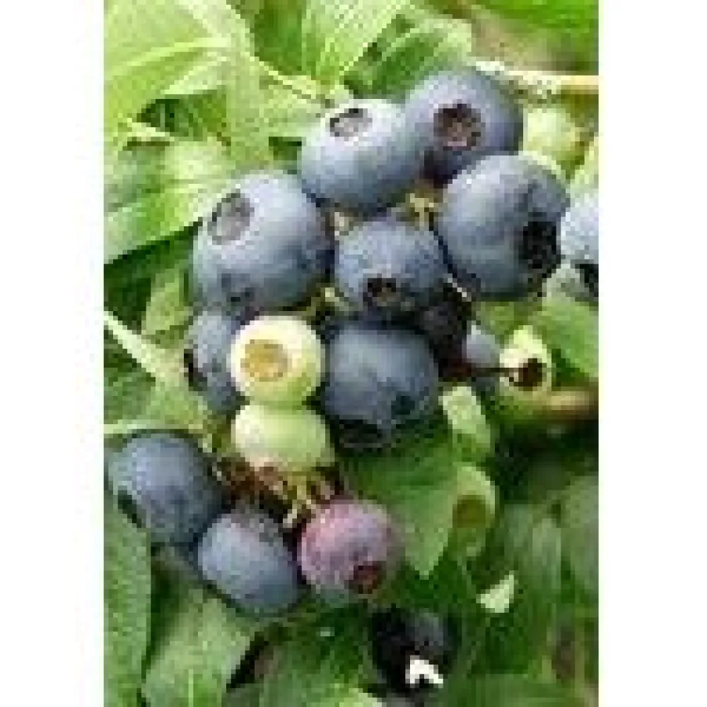 Hot Viheraarni Tarhapensasmustikka Vaccinium Northcountry