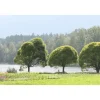 Outlet Viheraarni Terijoensalava Salix euxina Bullata