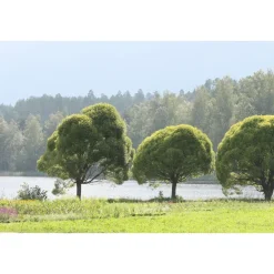 Outlet Viheraarni Terijoensalava Salix euxina Bullata