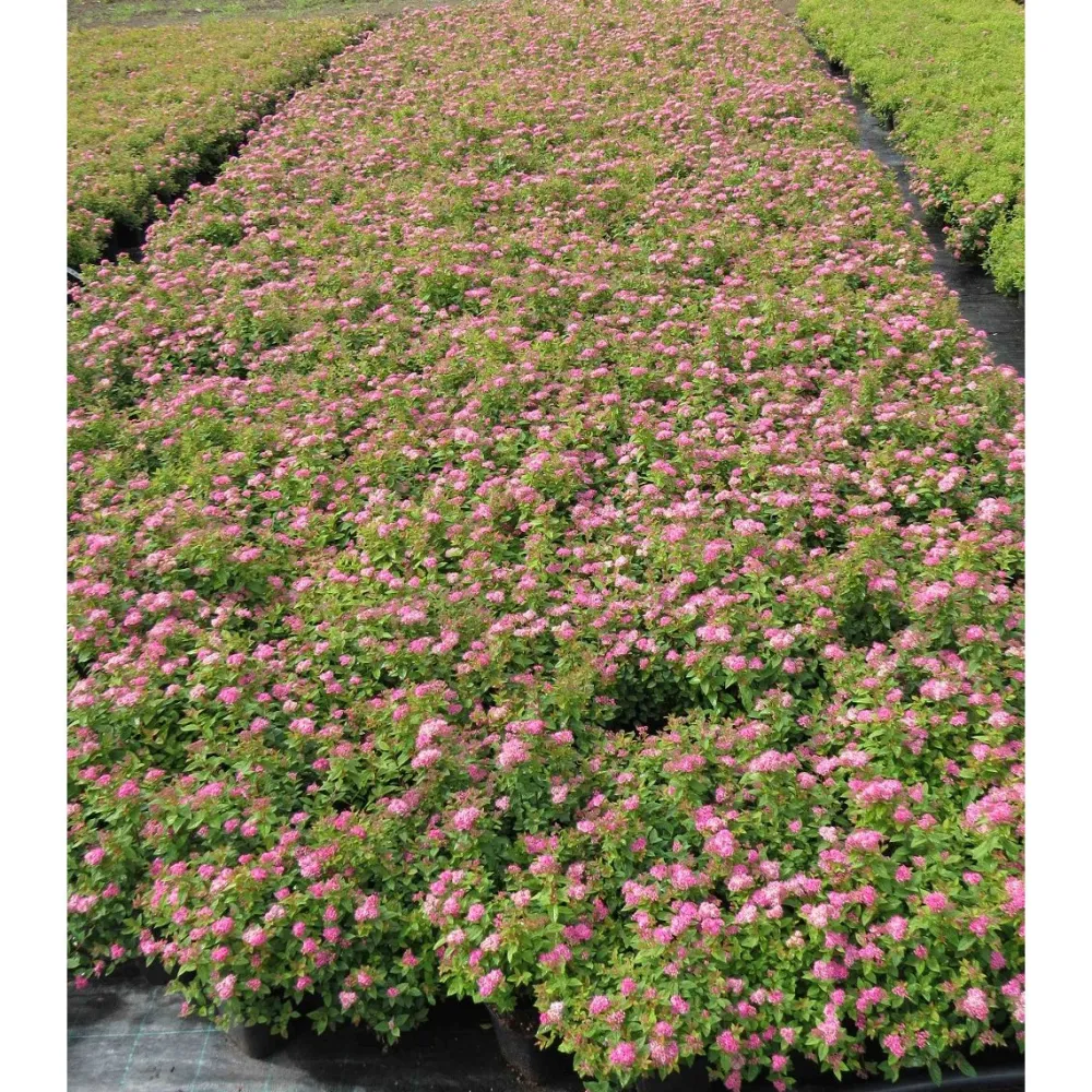 Viheraarni Tummakeijuangervo Spiraea jap. Manon