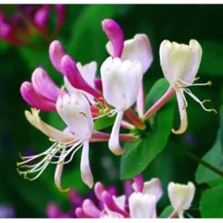 Best Viheraarni Tuoksuköynnöskuusama Lonicera caprifolium