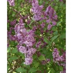 Hot Viheraarni Unkarinsyreeni Syringa josikaea Oden