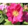 Clearance Viheraarni Valamonruusu Rosa Splendens
