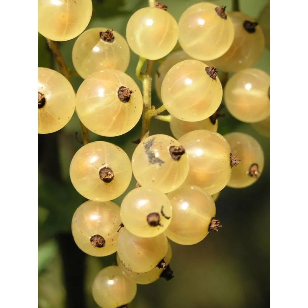 Discount Viheraarni Valkoherukka Ribes Lepaan Valkea