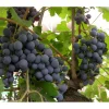 Best Viheraarni Viiniköynnös Vitis Zilga